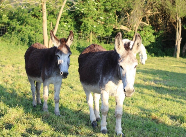  Delicados burros 
